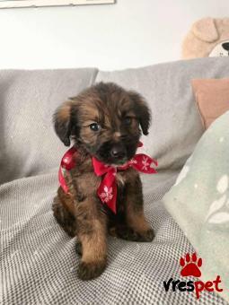 Ράτσα: Άγνωστο - Ημίαιμο | Ηλικία: 2 μηνών | Φύλο: Αρσενικό | Αρ. Microchip: - | Περιοχή: Νέα Σμύρνη, Αττική